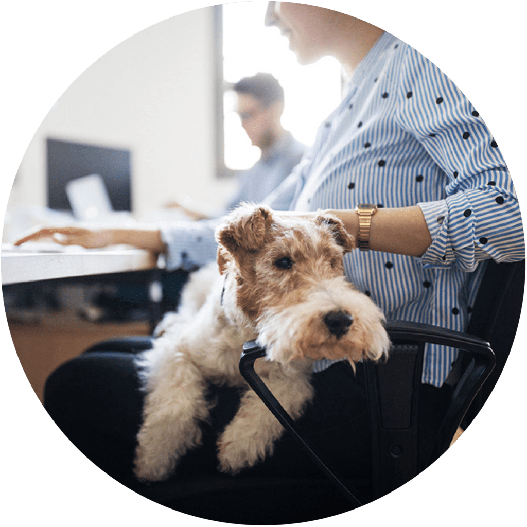 Curate Partners | Careers Young woman at work with her dog in her lap